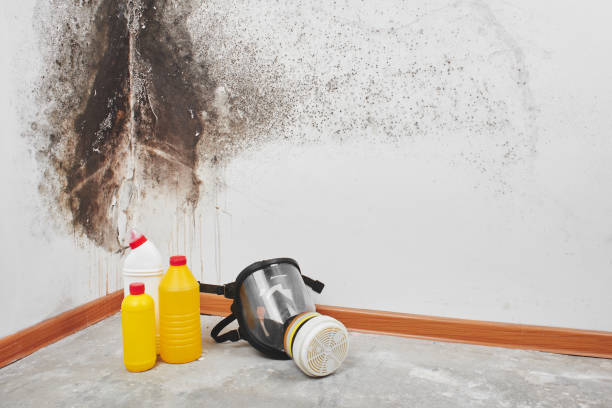 Best Attic Mold Removal  in Wautoma, WI