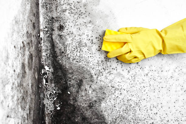 Best Toxic Mold Removal  in Wautoma, WI