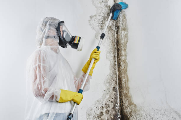 Mold Removal Process in Wautoma, WI