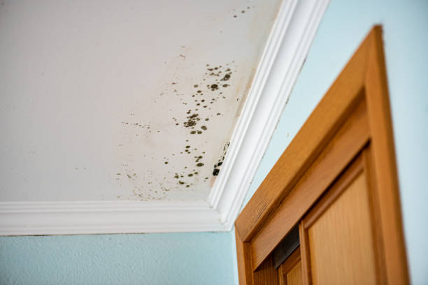 Best Mold Testing  in Wautoma, WI
