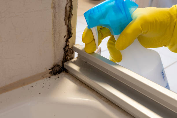 Best Home Mold Removal  in Wautoma, WI