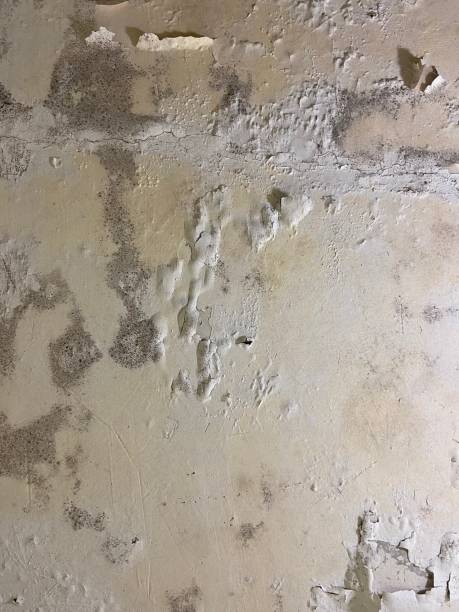 Best Professional Mold Removal  in Wautoma, WI