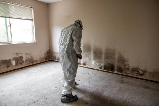 Best Black Mold Removal  in Wautoma, WI